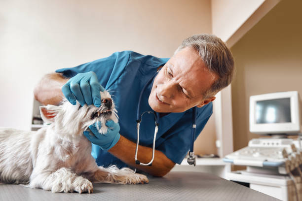 Best Pediatric Emergency Dentist in Grovetown, GA